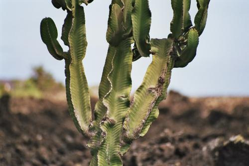 Fotografia de byalex - Galeria Fotografica: LANZAROTE - Foto: cactus