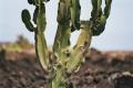 Foto de  byalex - Galería: LANZAROTE - Fotografía: cactus