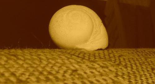 Fotografia de azul - Galeria Fotografica: la historia de un caracol - Foto: 	orillando							