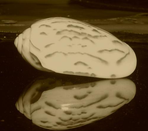 Fotografia de azul - Galeria Fotografica: la historia de un caracol - Foto: Su reflejo cambio							