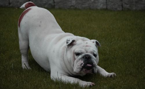 Fotografia de Javier - Galeria Fotografica: Furia - Foto: vito estirando