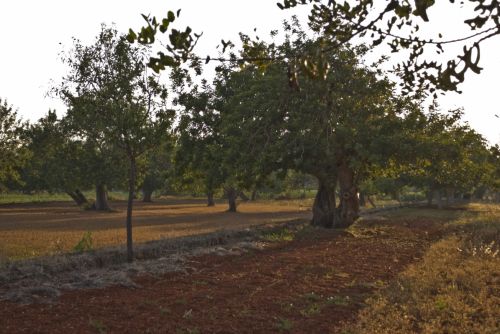 Fotografia de Buran - Galeria Fotografica: IBIZA - Foto: 