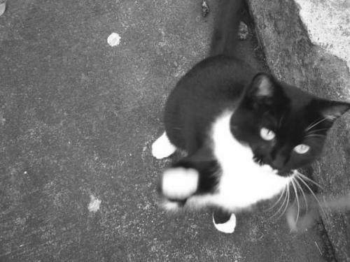 Fotografia de Edith - Galeria Fotografica: el Gato - Foto: 