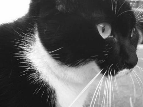 Fotografia de Edith - Galeria Fotografica: el Gato - Foto: 