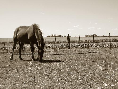 Fotografia de gustavo ponce - Galeria Fotografica: los buenos tiempos - Foto: tranquilo