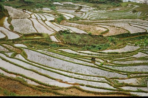 Fotografia de mireia - Galeria Fotografica: vietnam - Foto: campos de arroz