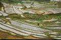 Foto de  mireia - Galería: vietnam - Fotografía: campos de arroz