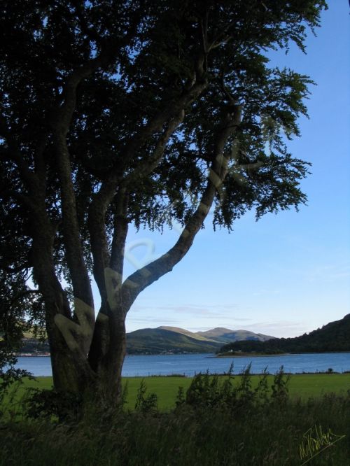 Fotografia de martuka - Galeria Fotografica: Naturaleza viva - Foto: Escocia