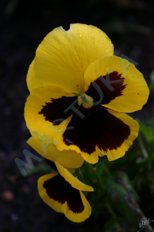 Fotografia de martuka - Galeria Fotografica: Naturaleza viva - Foto: Pensamiento 