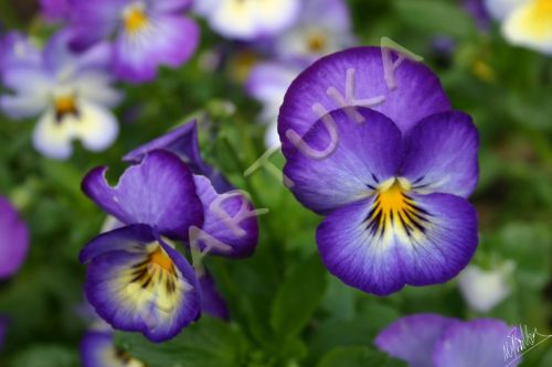 Fotografia de martuka - Galeria Fotografica: Naturaleza viva - Foto: Pensamientos