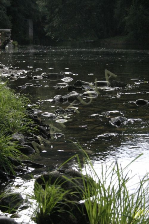 Fotografia de martuka - Galeria Fotografica: Naturaleza viva - Foto: Navia de Suarna