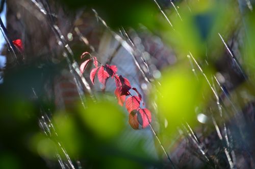 Fotografia de PabloZubiaur - Galeria Fotografica: Jardin - Foto: 