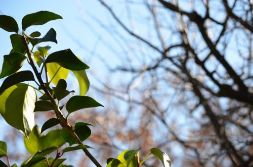 Fotografia de PabloZubiaur - Galeria Fotografica: Jardin - Foto: 