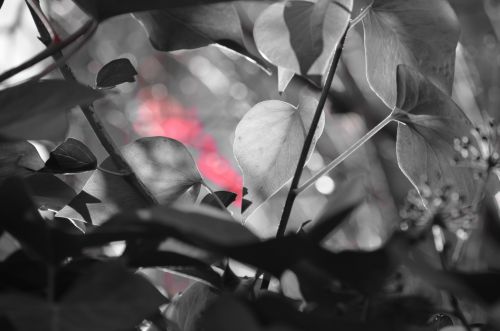 Fotografia de PabloZubiaur - Galeria Fotografica: Jardin - Foto: 