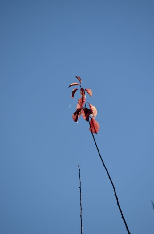 Fotografia de PabloZubiaur - Galeria Fotografica: Jardin - Foto: 