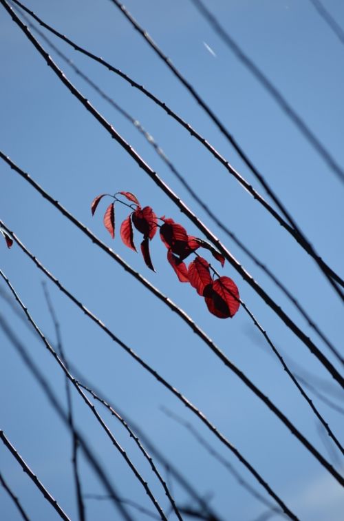 Fotografia de PabloZubiaur - Galeria Fotografica: Jardin - Foto: 