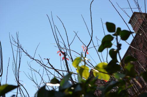 Fotografia de PabloZubiaur - Galeria Fotografica: Jardin - Foto: 