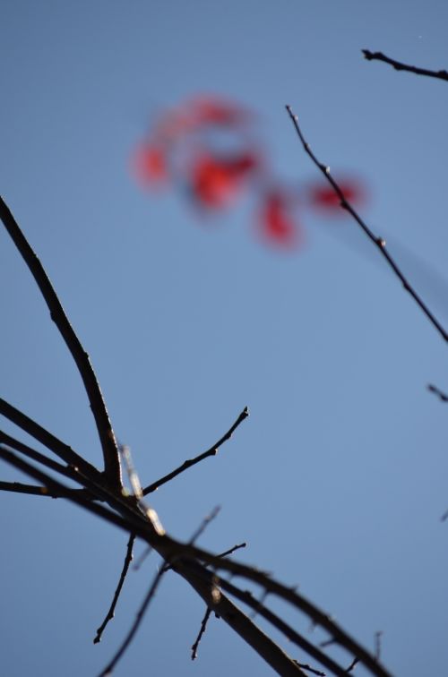 Fotografia de PabloZubiaur - Galeria Fotografica: Jardin - Foto: 