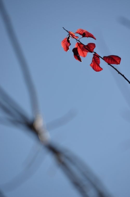 Fotografia de PabloZubiaur - Galeria Fotografica: Jardin - Foto: 