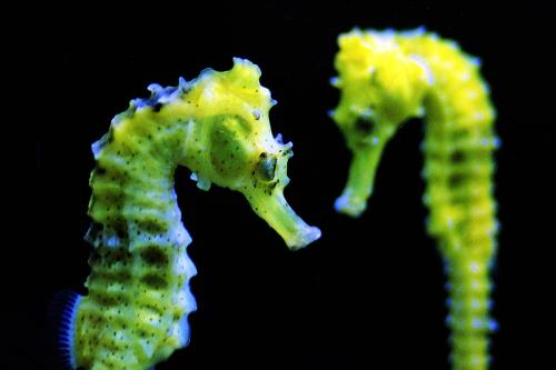 Fotografia de francisco len - Galeria Fotografica: animales  en la  urbe - Foto: caballos  de  mar