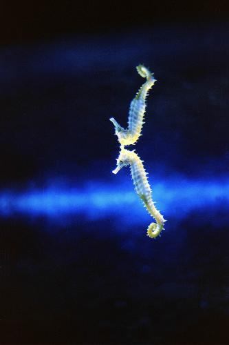 Fotografia de francisco len - Galeria Fotografica: animales  en la  urbe - Foto: reflejo de mar