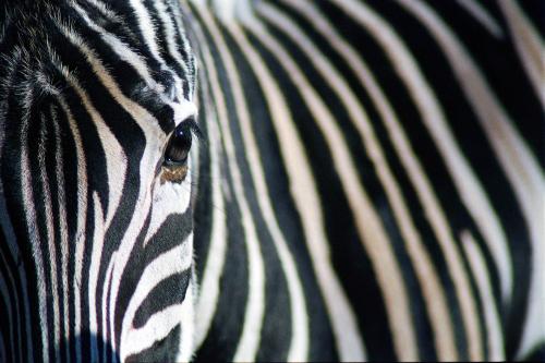 Fotografia de francisco len - Galeria Fotografica: animales  en la  urbe - Foto: rayas