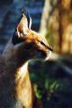 Fotos de francisco len -  Foto: animales  en la  urbe - caracal