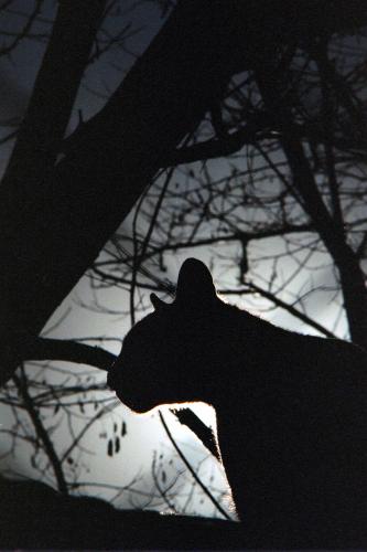 Fotografia de francisco len - Galeria Fotografica: animales  en la  urbe - Foto: puma