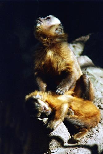 Fotografia de francisco le�n - Galeria Fotografica: animales  en la  urbe - Foto: por que?