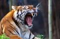 Foto de  francisco len - Galería: animales  en la  urbe - Fotografía: tigre