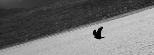 Fotografia de Pablo Pascual - Galeria Fotografica: Amando a la naturaleza - Foto: el cuervo vencedor