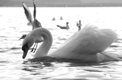 Fotografia de Pablo Pascual - Galeria Fotografica: Amando a la naturaleza - Foto: el cisne que quiso ser cisne