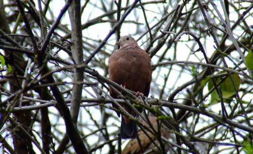 Fotografia de VHAvilan - Galeria Fotografica: natural - Foto: paloma maraquera