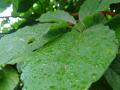 Fotos de VHAvilan -  Foto: natural - hojas de palta