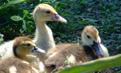 Fotografia de VHAvilan - Galeria Fotografica: natural - Foto: 3 hermanos