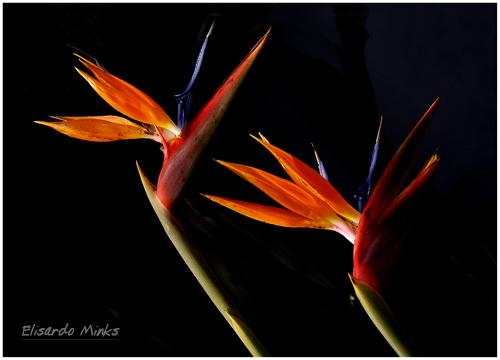 Fotografia de Elisardo Minks - Galeria Fotografica: Elisardo Minks - Foto: 