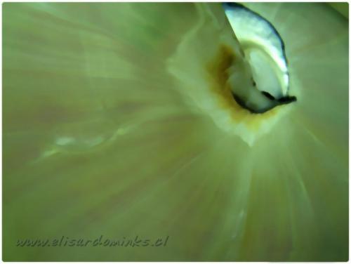 Fotografia de Elisardo Minks - Galeria Fotografica: Elisardo Minks - Foto: 