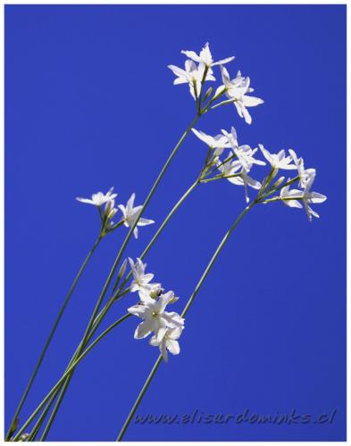 Fotografia de Elisardo Minks - Galeria Fotografica: Elisardo Minks - Foto: cario mio