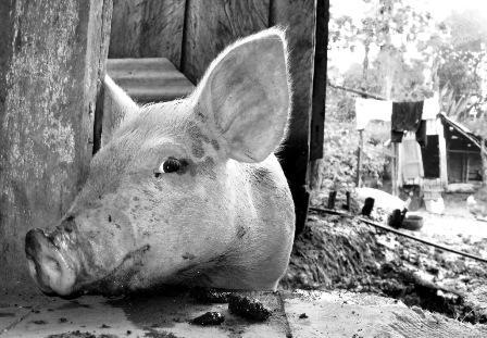 Fotografia de Cristhian - Galeria Fotografica: Primeras - Foto: Amigando