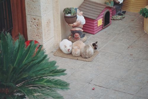 Fotografia de Bananero creaciones - Galeria Fotografica: la costera - Foto: tres gatos y una casa pa perros