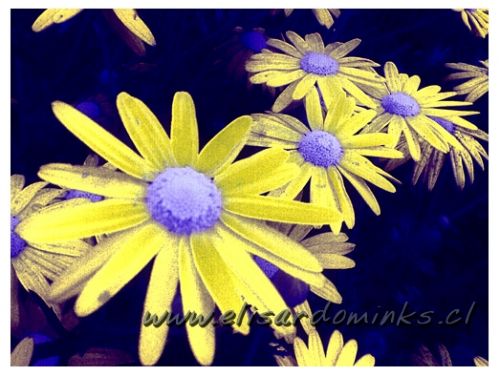 Fotografia de Elisardo Minks - Galeria Fotografica: Elisardo Minks - Foto: 