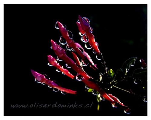 Fotografia de Elisardo Minks - Galeria Fotografica: Elisardo Minks - Foto: 