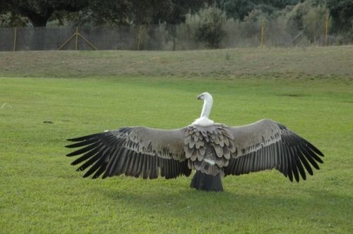 Fotografia de Tanya - Galeria Fotografica: Safari Madrid - Foto: 