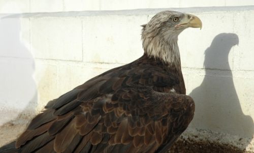 Fotografia de Tanya - Galeria Fotografica: Safari Madrid - Foto: 