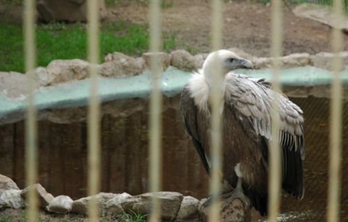 Fotografia de Tanya - Galeria Fotografica: Safari Madrid - Foto: 