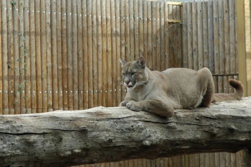 Fotografia de Tanya - Galeria Fotografica: Safari Madrid - Foto: 