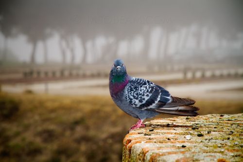 Fotografia de Jasobeam - Galeria Fotografica: Mis favoritas - Foto: Paloma indiscreta