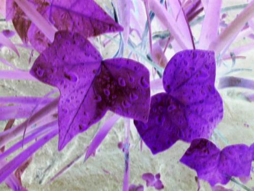 Fotografia de Psico - Galeria Fotografica: NAN - Foto: 