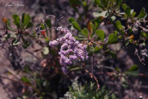 Fotografia de Quis - Galeria Fotografica: Icod de los Vinos - Foto: Siempreviva								