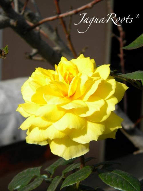 Fotografia de JaguaRoots* - Galeria Fotografica: Primavera anticipada...* - Foto: La diosa